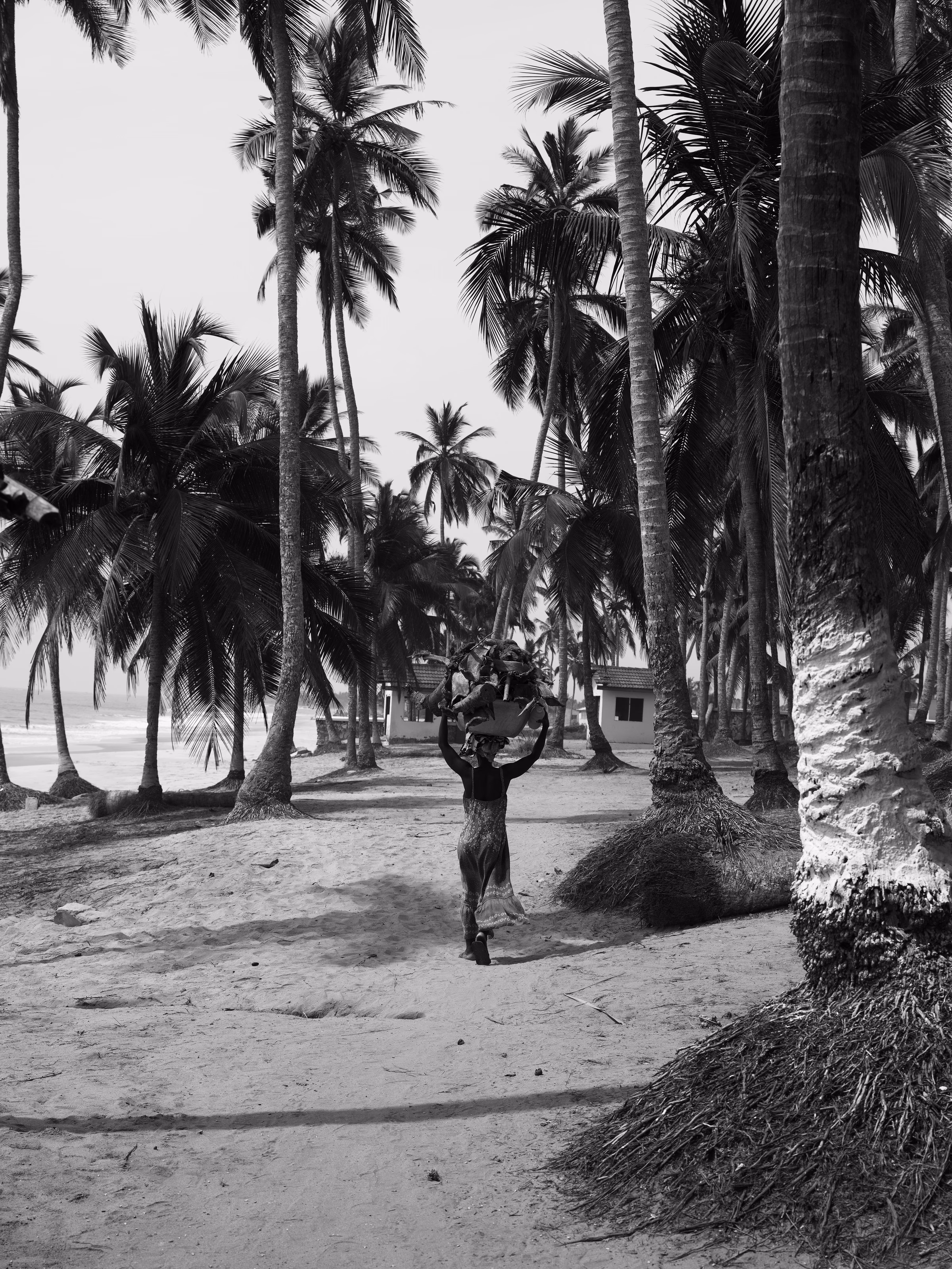 Sous les cocotiers